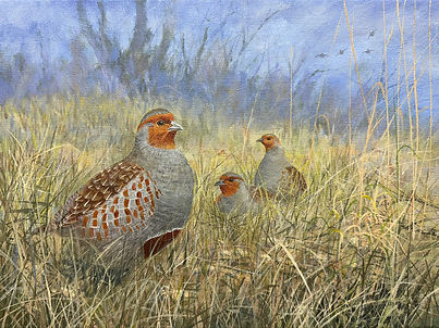 Grey Partridge Trio. Acrylic painting on canvas