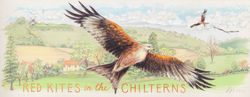 Red Kites in the Chilterns