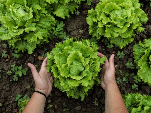 Lidl Portugal aposta em certificação GlobalGAP SPRING e tecnologia da Smart MC² para produção hortofrutícola sustentável.