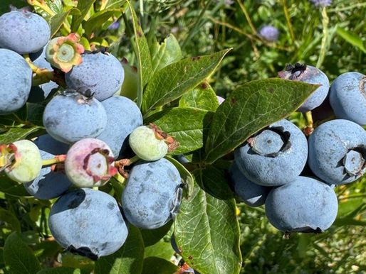 AgroGaia testa tecnologia da Smart MC² para otimizar plantação de mirtilos em Trancoso