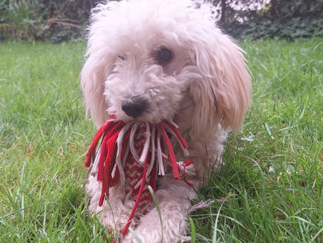 Je suis aussi Dog sitter: la bonne bergère, une garde Unique