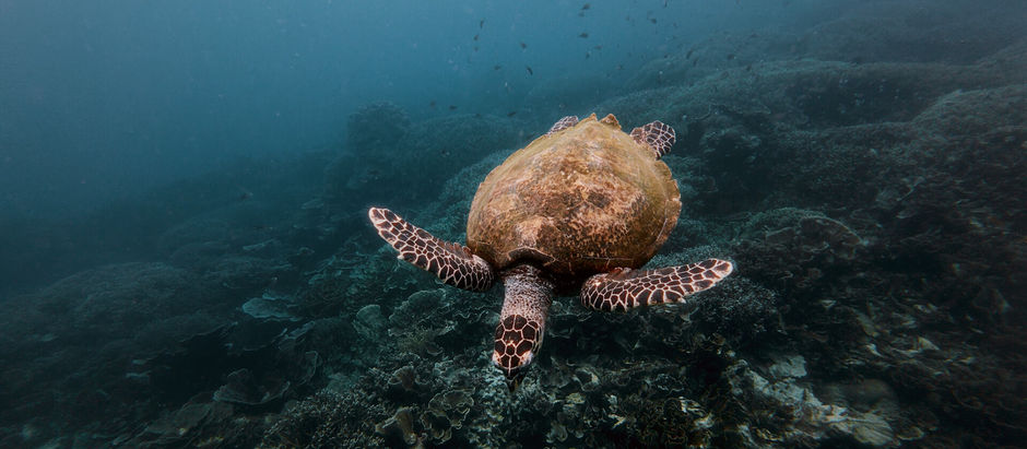 Amed Bali – Tauchen, PADI Kurs & Tipps für deinen Aufenthalt