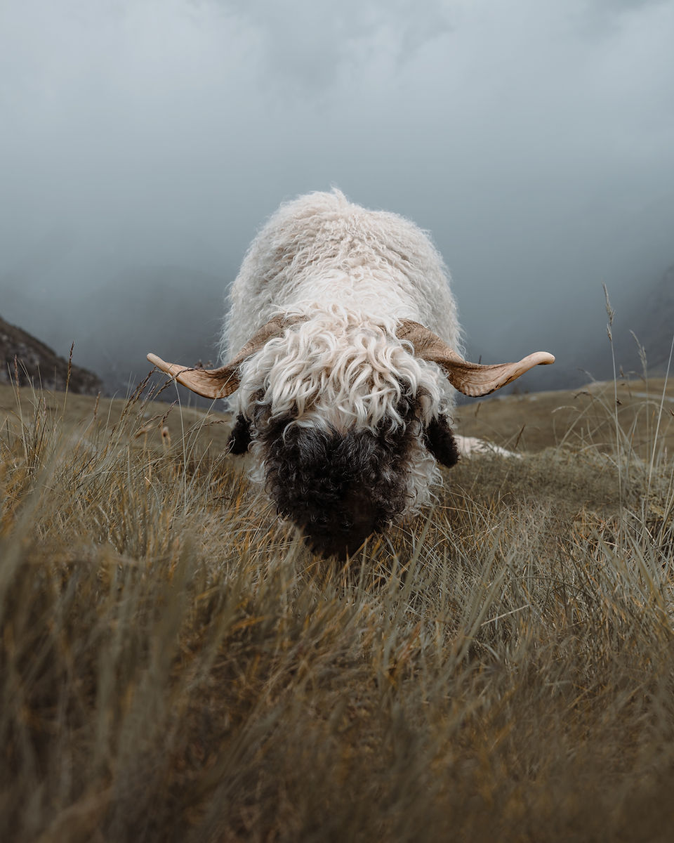 Schaf Fotospot Schweiz