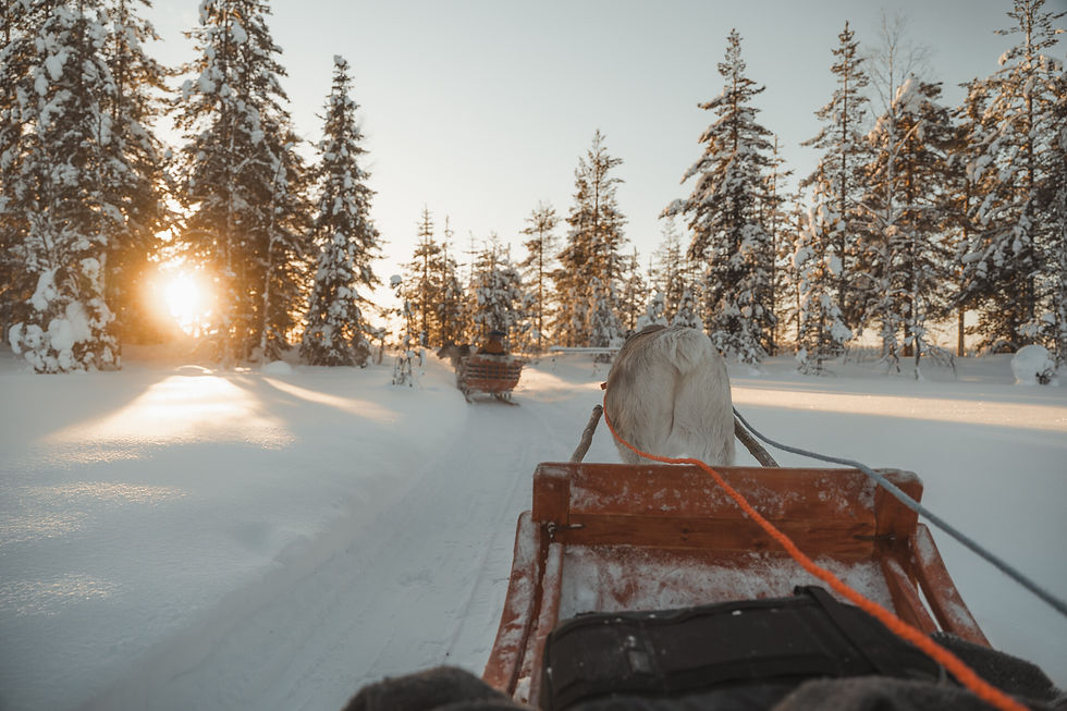 Schlittenfahrt durch verschneiten Wald bei Sonnenuntergang in Finnisch Lappland. Rentier zieht den Schlitten, umgeben von schneebedeckten Bäumen, warmes Licht.