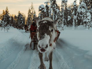 Rentier zieht einen Schlitten durch verschneiten Wald bei Sonnenuntergang in finnisch Lappland. Im Hintergrund sind Menschen in roten Jacken sichtbar.