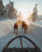 Husky Schlittenfahrt Finnland Lappland