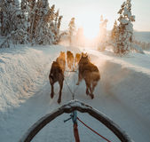 Hundeschlitten zieht durch verschneite Landschaft in finnisch Lappland. Verschneite Bäume im Hintergrund, winterliche Stimmung.