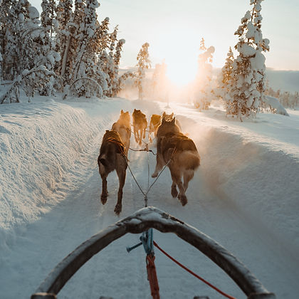 Husky-Schlittenfahrt durch verschneite Winterlandschaft in Finnisch Lappland bei Sonnenaufgang
