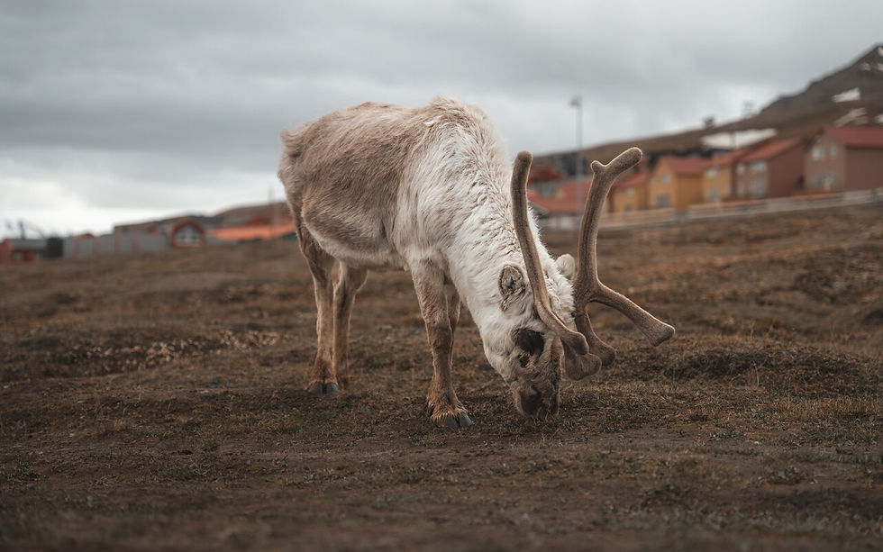Rentier auf Longyearbyen, die nördlichste Stadt der Welt auf Spitzbergen