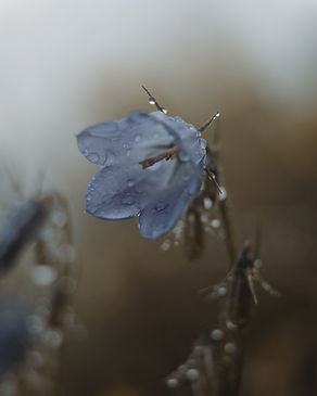 Blue-Flower.jpg