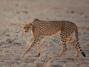 Self-Drive Safari in Etosha National Park – Tips for Namibia Adventurers
