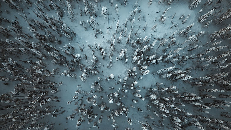 trees.jpg