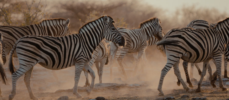 Eine Herde Zebras läuft über eine staubige Ebene im Etosha Nationalpark bei Sonnenuntergang. Der Hintergrund ist mit Büschen und Bäumen leicht verschwommen.