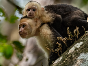 Discovering the Natural Wonders of Costa Rica: A Traveler's Must-See Guide