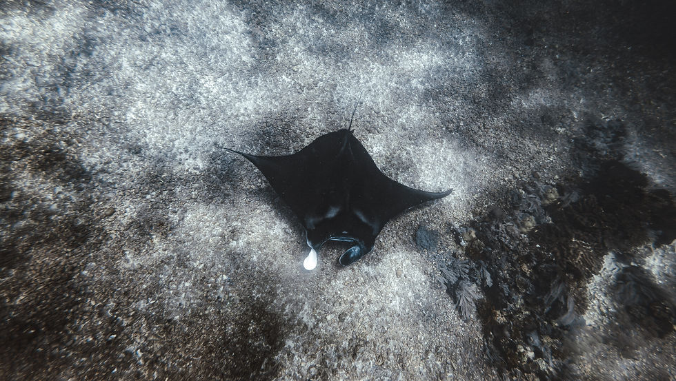Manta fotografiert auf Tauchgang in Nusa Penida
