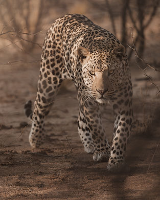 Leopard-Okonjima.jpg