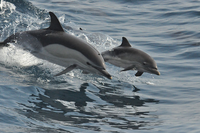 Dolphin Safari | Dolphin Adventure | Gibraltar