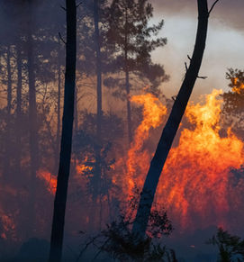 Landes de Gascogne: the hidden side of the fires