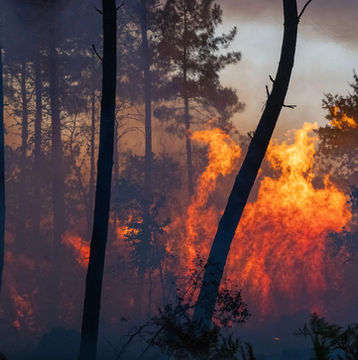 Landes de Gascogne: the hidden side of the fires