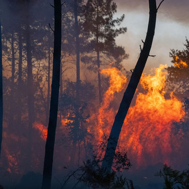 Landes de Gascogne: the hidden side of the fires