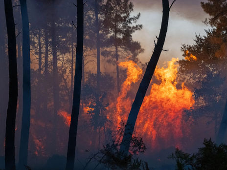 Landes de Gascogne: the hidden side of the fires