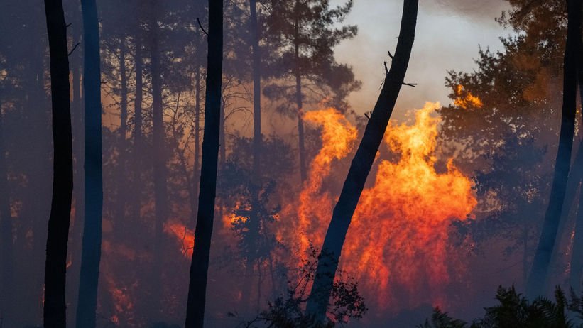Landes de Gascogne: the hidden side of the fires
