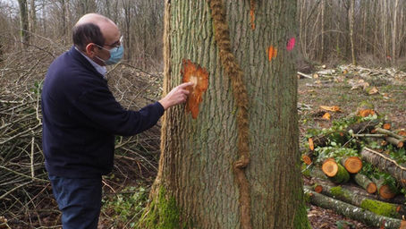 Affouage, éco-blockhaus, Germinal, carnaval, soirées sado-masochistes et Saint-Valentin.