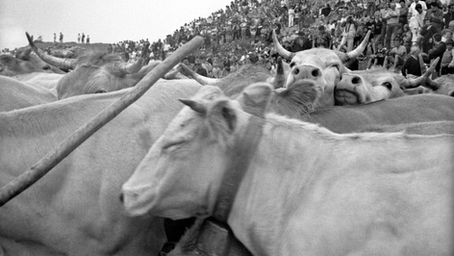 « Pax avant ! » Dans le Béarn, les vaches font la paix
