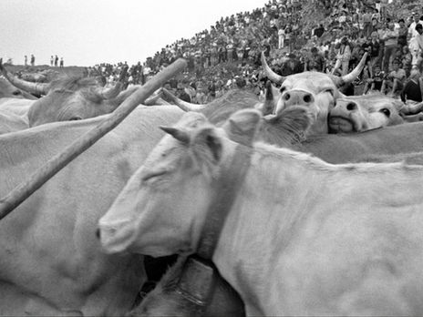 « Pax avant ! » Dans le Béarn, les vaches font la paix