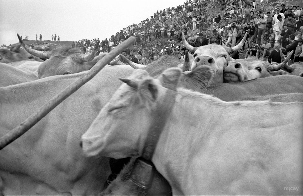 « Pax avant ! » Dans le Béarn, les vaches font la paix