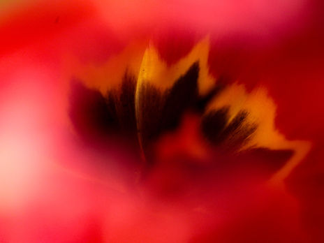 Flagrant délire #06. La tulipe nue