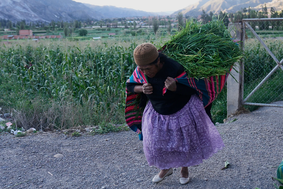 Une femme transporte de l'herbe pour nourrir ses vaches à Palomar, le 31 octobre 2025.