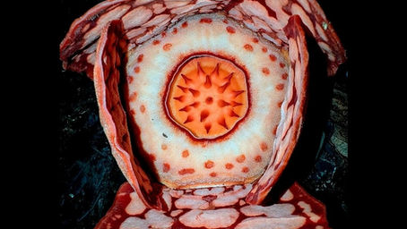Rafflesia hasseltii : la princesse se réveille