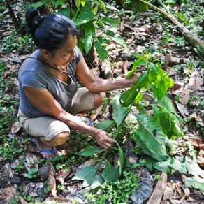 Amazonie : les peuples autochtones face à la maladie invisible