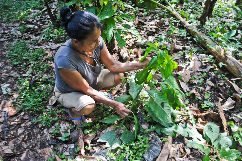 Amazonie : les peuples autochtones face à la maladie invisible