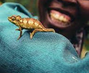 Biodiversité : « la voie du rétablissement » ?