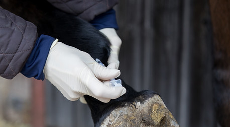horse getting a injection .jpg