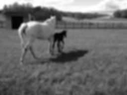 mare and foal.jpeg