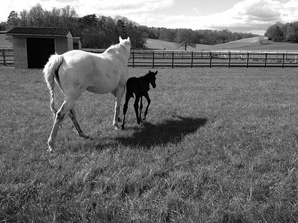 mare and foal.jpeg