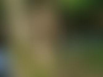 Les prochaines séances de harpes vibratoires et diapasons thérapeutiques avec Adragante