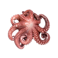 Octopus