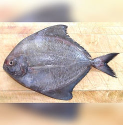 Black Pomfret
