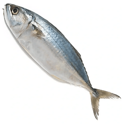Indian Mackerel