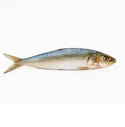 Oil Sardine