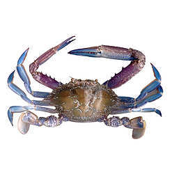 Blue Swimming Crabs