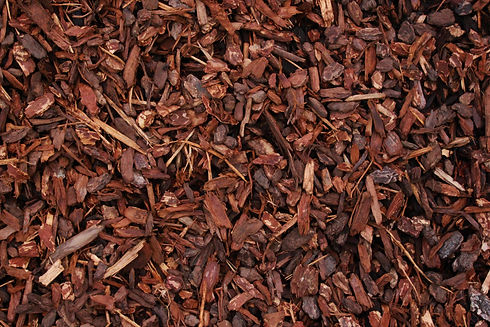 Coarse Bark.JPG