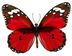 Red_Butterfly_PNG_Clipart.png
