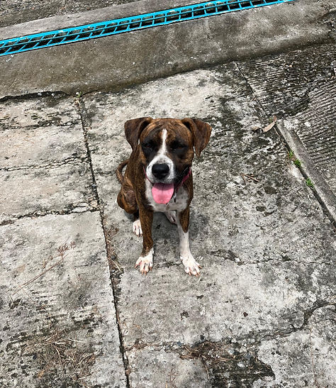 Perro