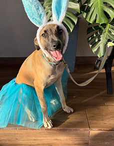 Chocolate, ya tiene 11 meses aproximadamente. Es muy juguetona, se lleva con niños y otros perritos. Si te interesa, escríbenos.