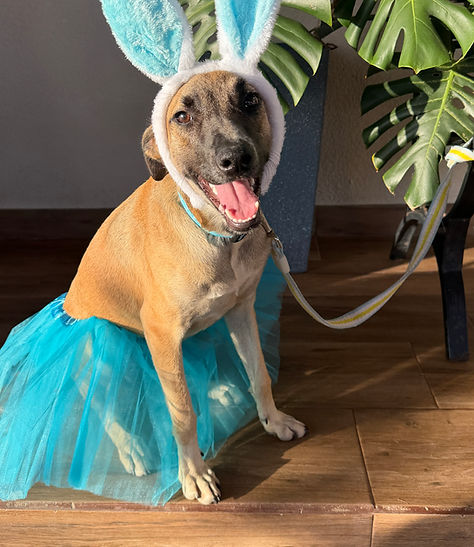 Perro